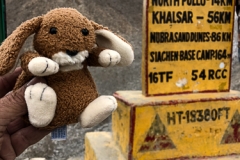 Teddy Himalaya-6